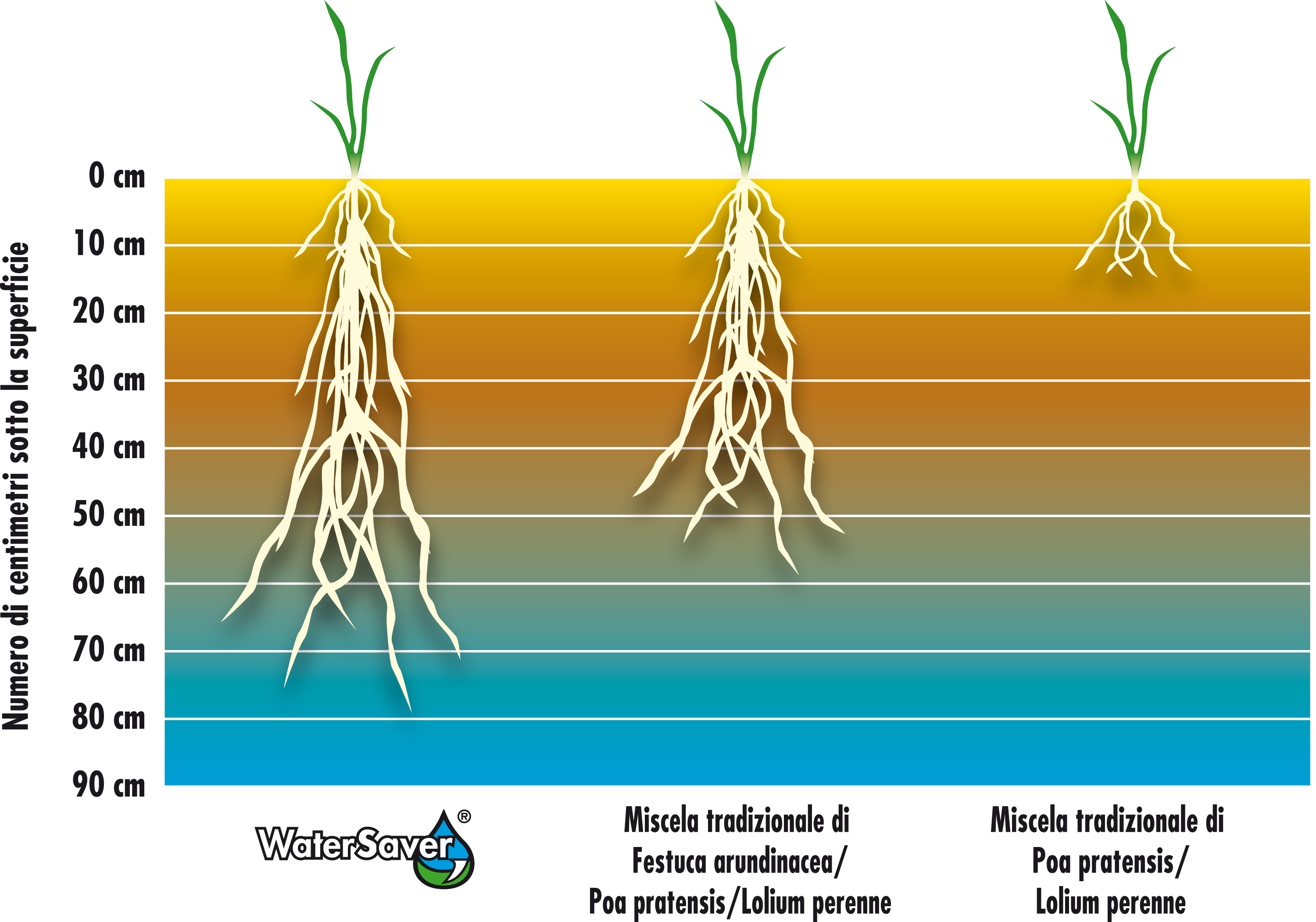MISCUGLIO SEME BARENBRUG WATER SAVER - varie confezioni