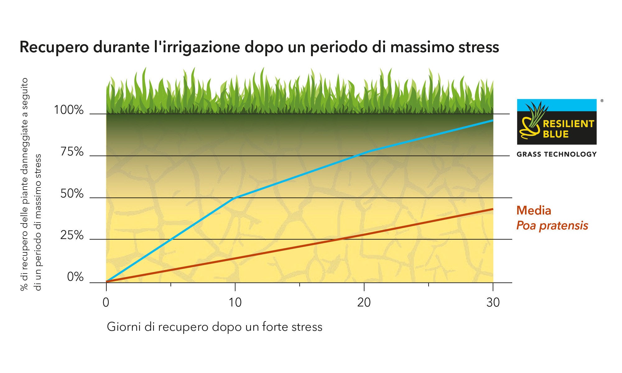 MISCUGLIO SEME BARENBRUG RESILIENT BLUE SPORT - Kg 15
