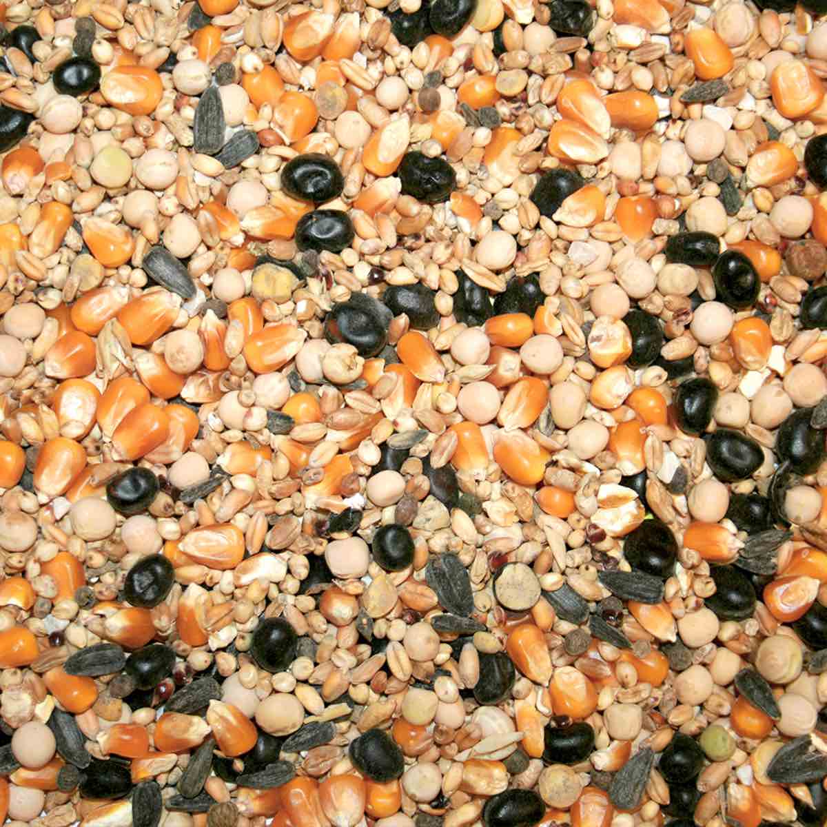 COLOMBI SUPER - allevamento - granaglie intere - NO OGM - Kg 10 e Kg 25