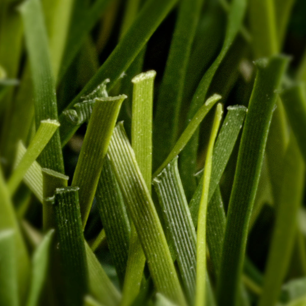 PRATO SINTETICO MORBIDO 40mm