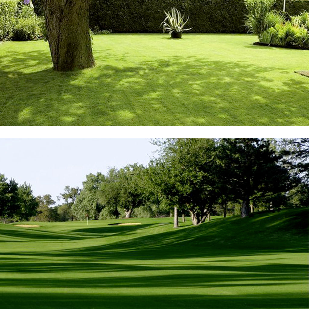 MISCUGLIO SEME BARENBRUG SHADOW - Kg 1