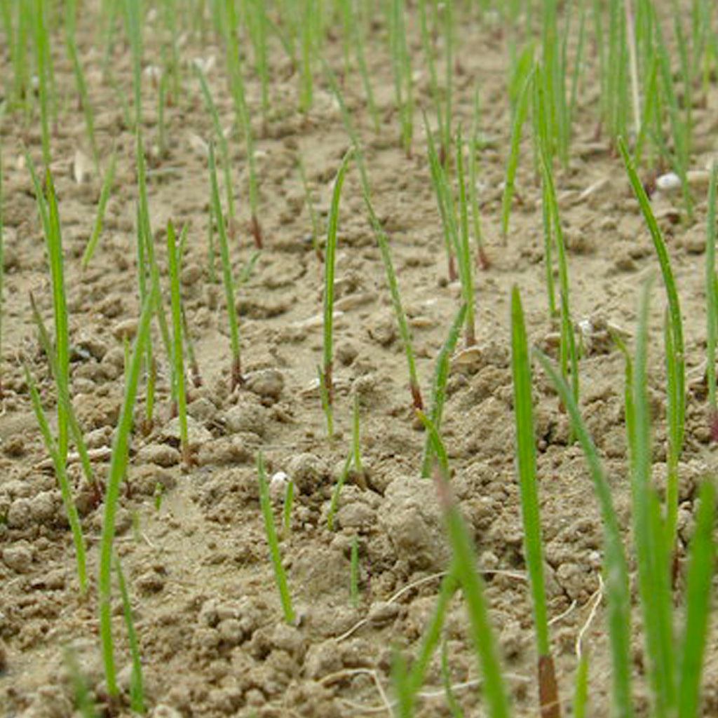 MISCUGLIO SEME BARENBRUG SOS LAWN REPAIR - Kg 1