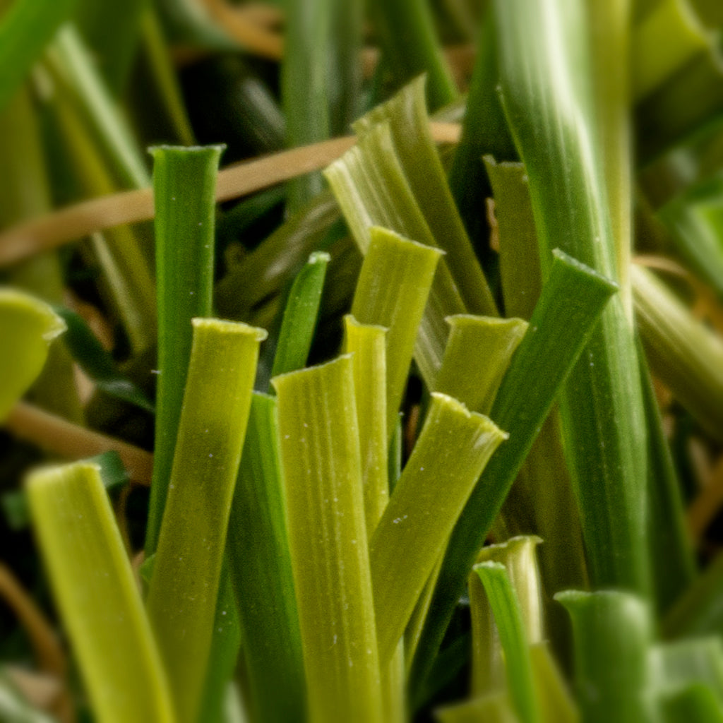 PRATO SINTETICO TRADIZIONE 20mm