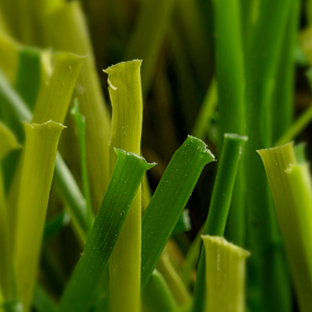 PRATO SINTETICO TRADIZIONE 50mm
