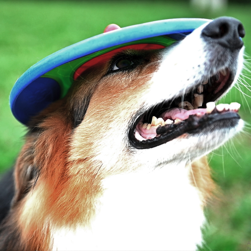 GIOCO CANI TROTTO DISK