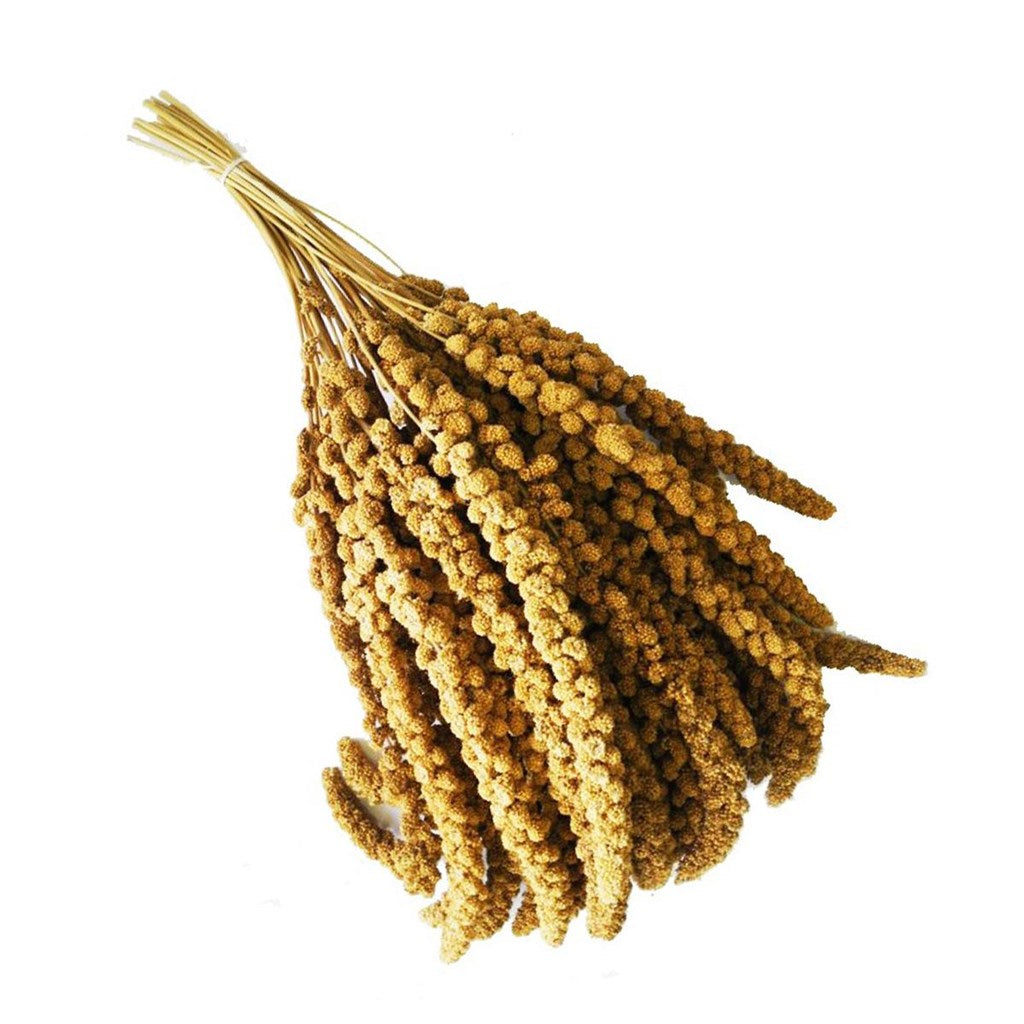 PANICO IN SPIGA - Kg 15