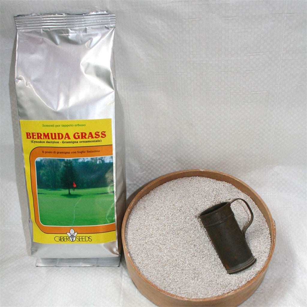 SEME GIBER SEEDS CYNODON DACTYLON COATTATA 50% - da Kg 1 a Kg 2