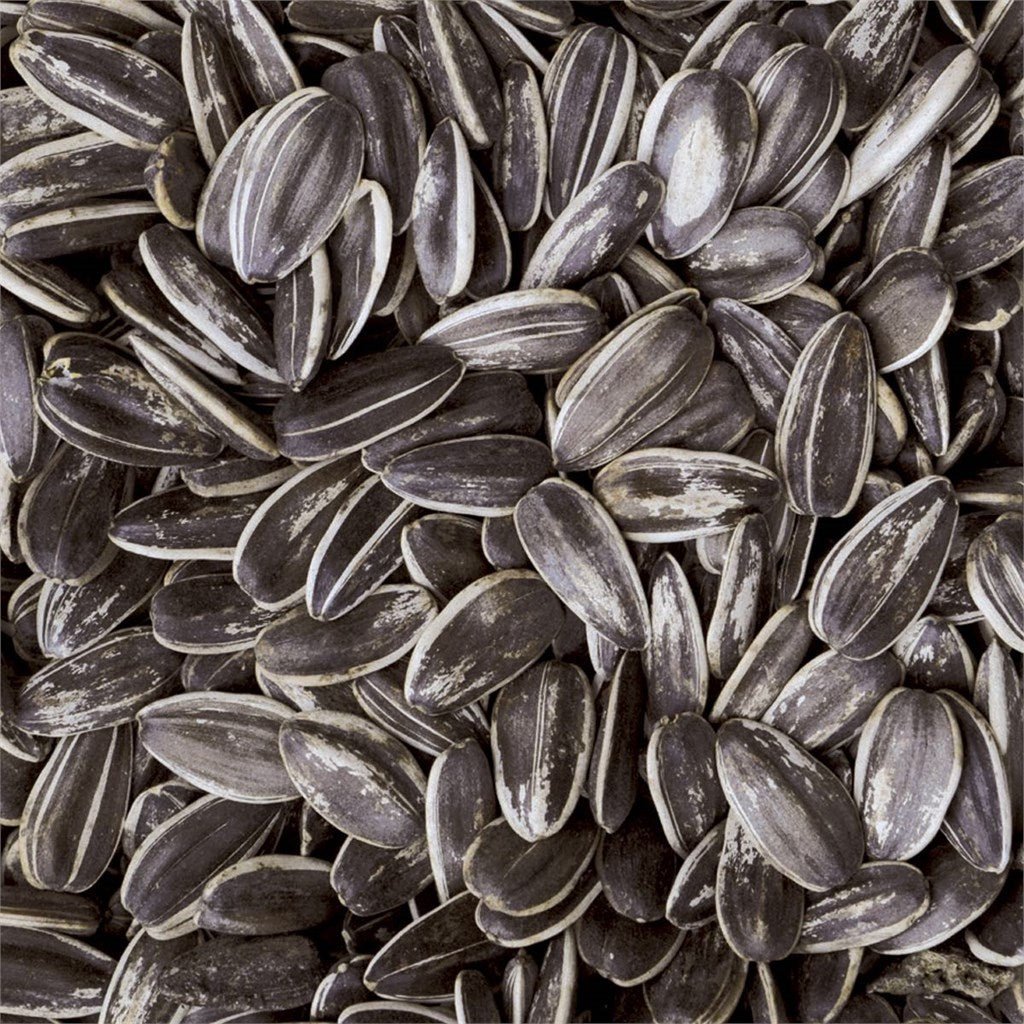 GIRASOLE GROSSO STRIATO - Kg 10