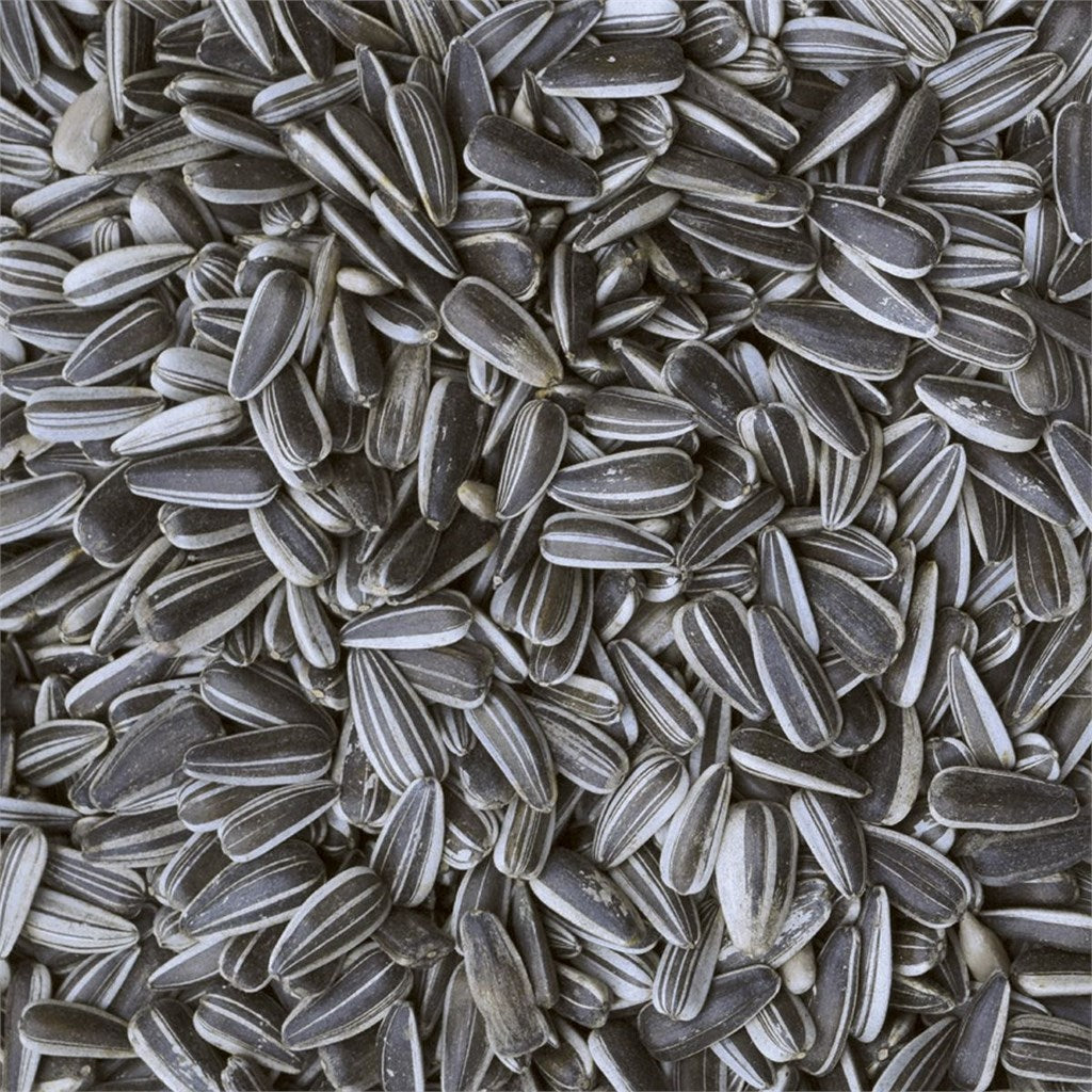 GIRASOLE PICCOLO STRIATO - Kg 12,5