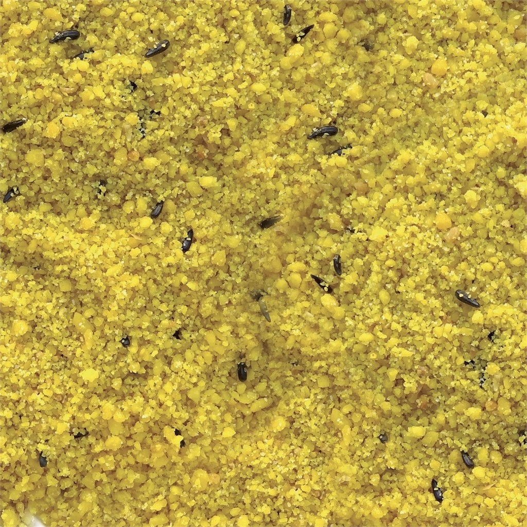 PASTONCINO CANARINO PETIT KING YELLOW MANITOBA - Kg 15