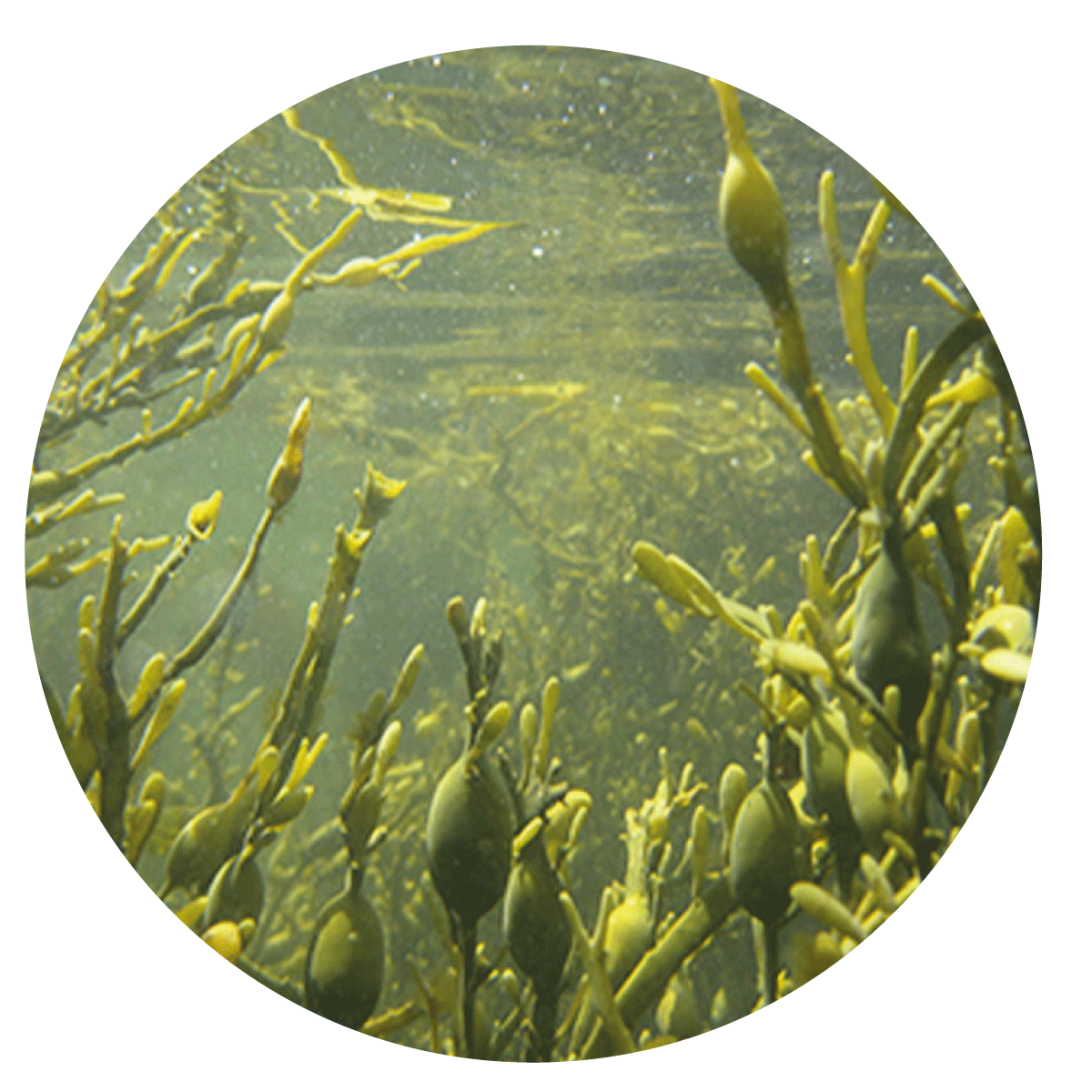 AGRISTIMOL PLUS LIQUIDO VITAVERDE - Kg 1 - BIO