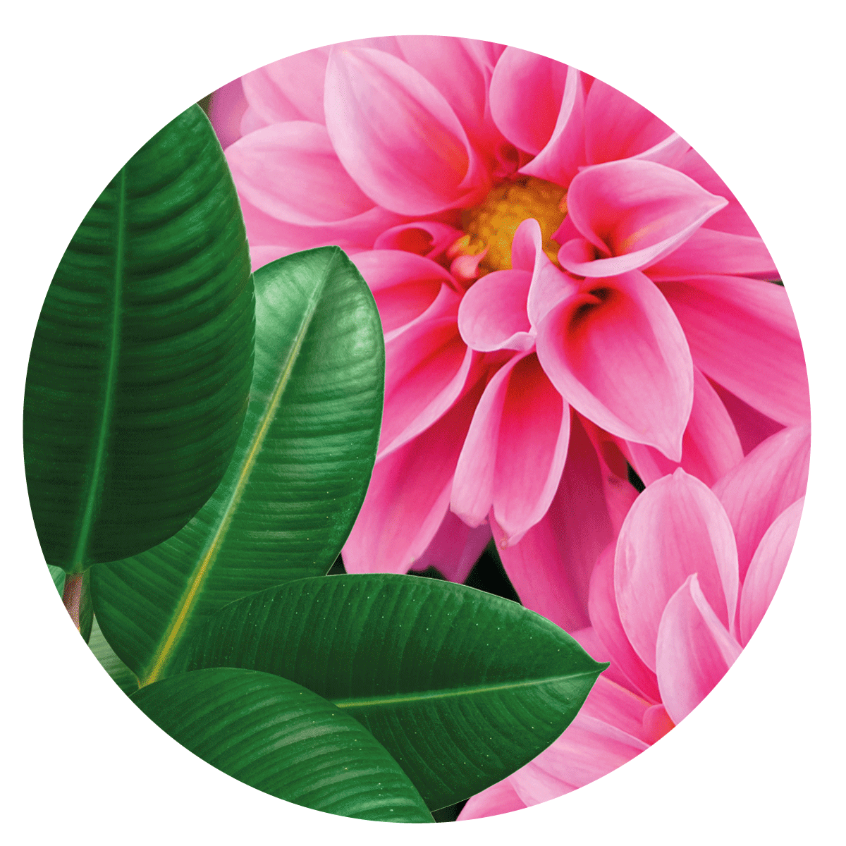 VIGORFIORI FLOW VITAVERDE - ml 500