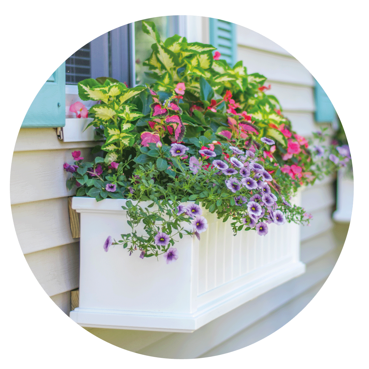 VIGORFER VITAVERDE - Kg 1, Kg 5, Kg 10 e Kg 25