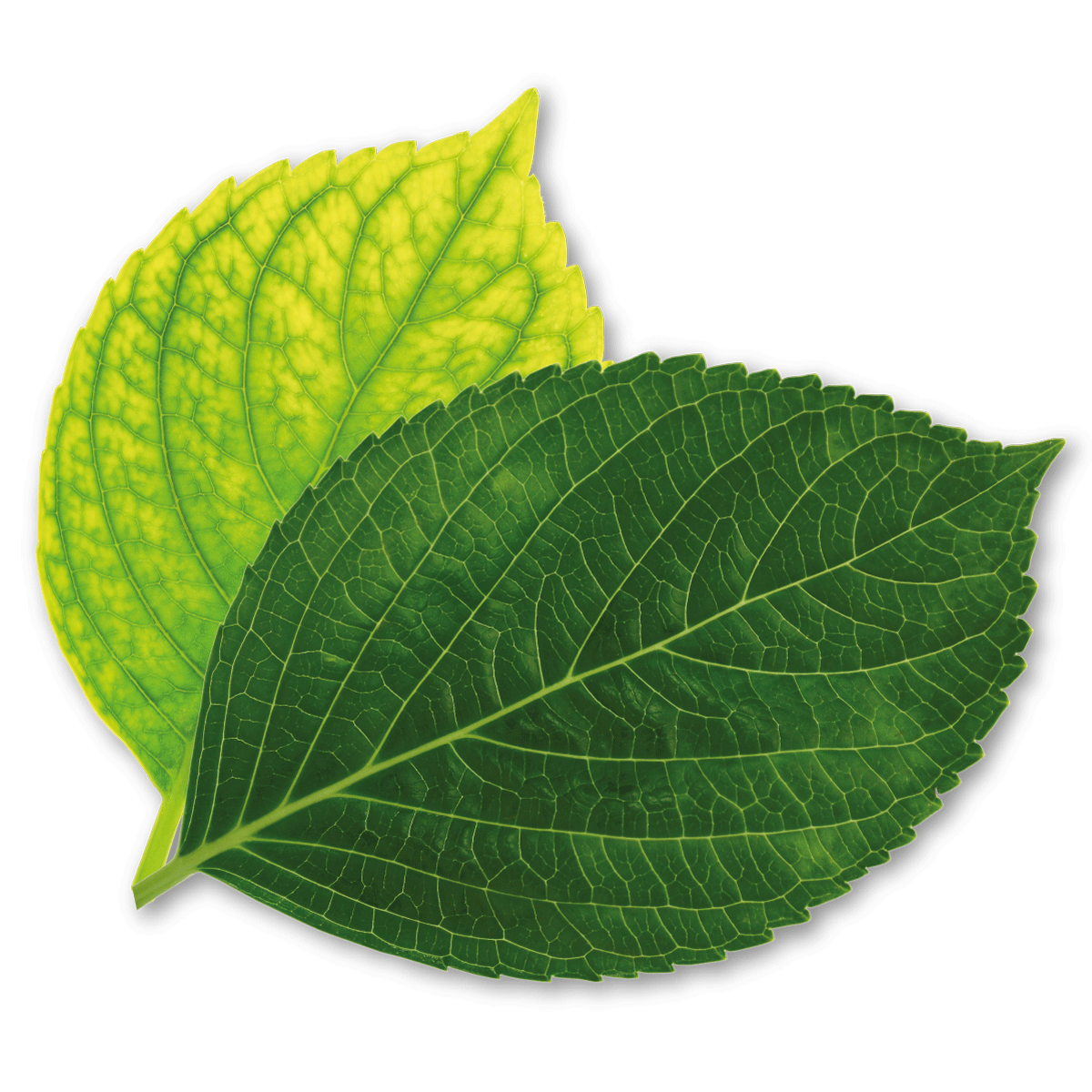 VIGORFIORI FLOW VITAVERDE - ml 500