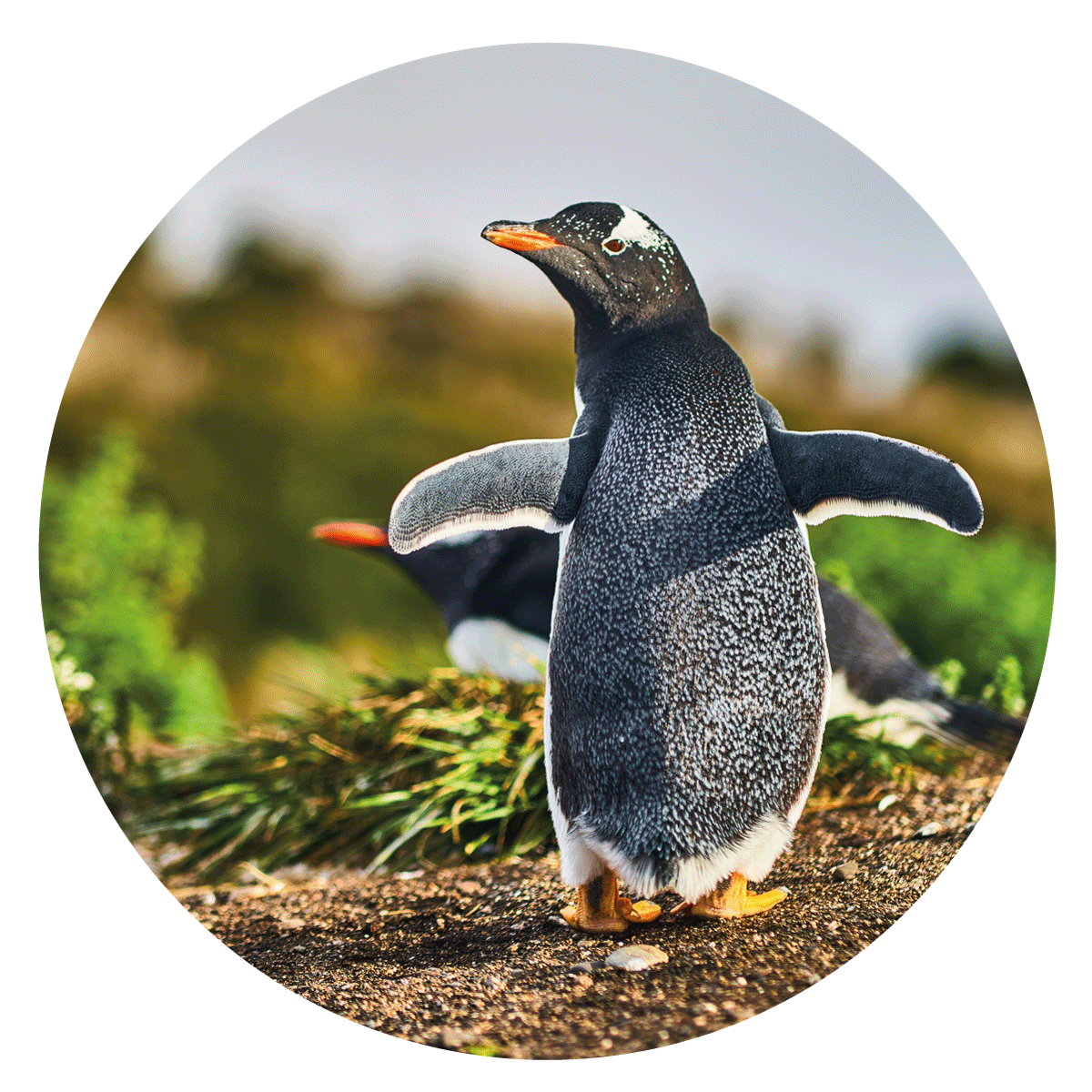 VIGORFER AGRUMI VITAVERDE - Kg 5