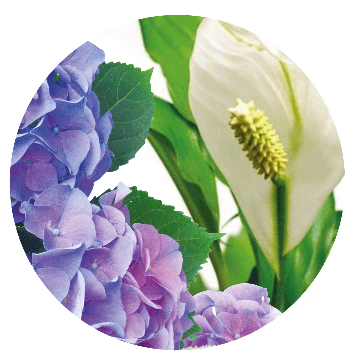 VIGORFIORI VITAVERDE - gr 500, Kg 1,2 e Kg 4