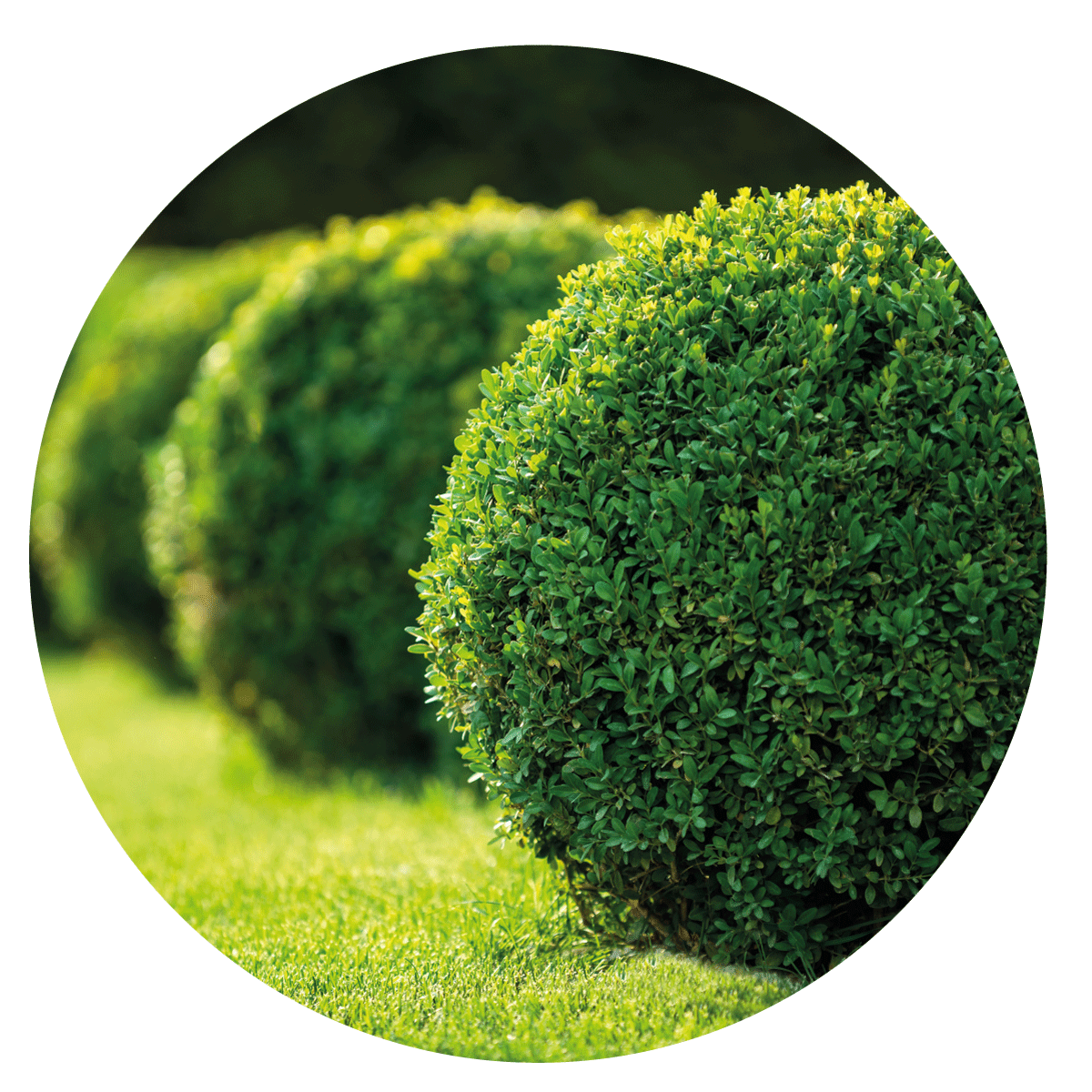 VIGORPRATO UNIVERSALE VITAVERDE - Kg 5 e Kg 25