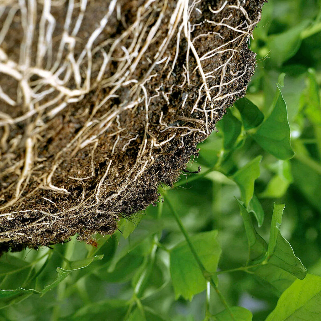 VICI RHYZOTEAM GR TRICHODERMA KOPPERT - Kg 20 - BIO