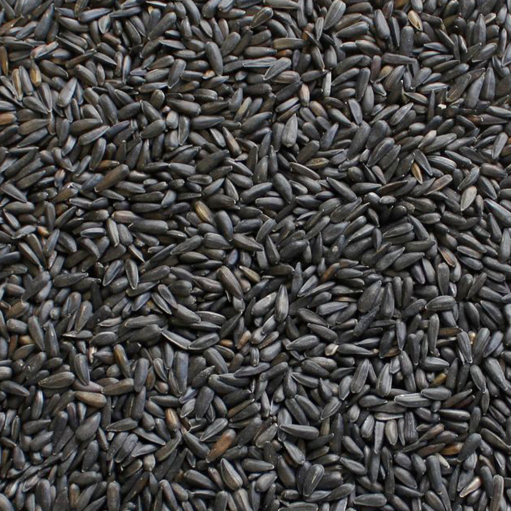 GIRASOLE NERO PICCOLO - Kg 1